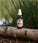 Mr. Bear Family Bartöl - Citrus (60 ml) - Hairgivers